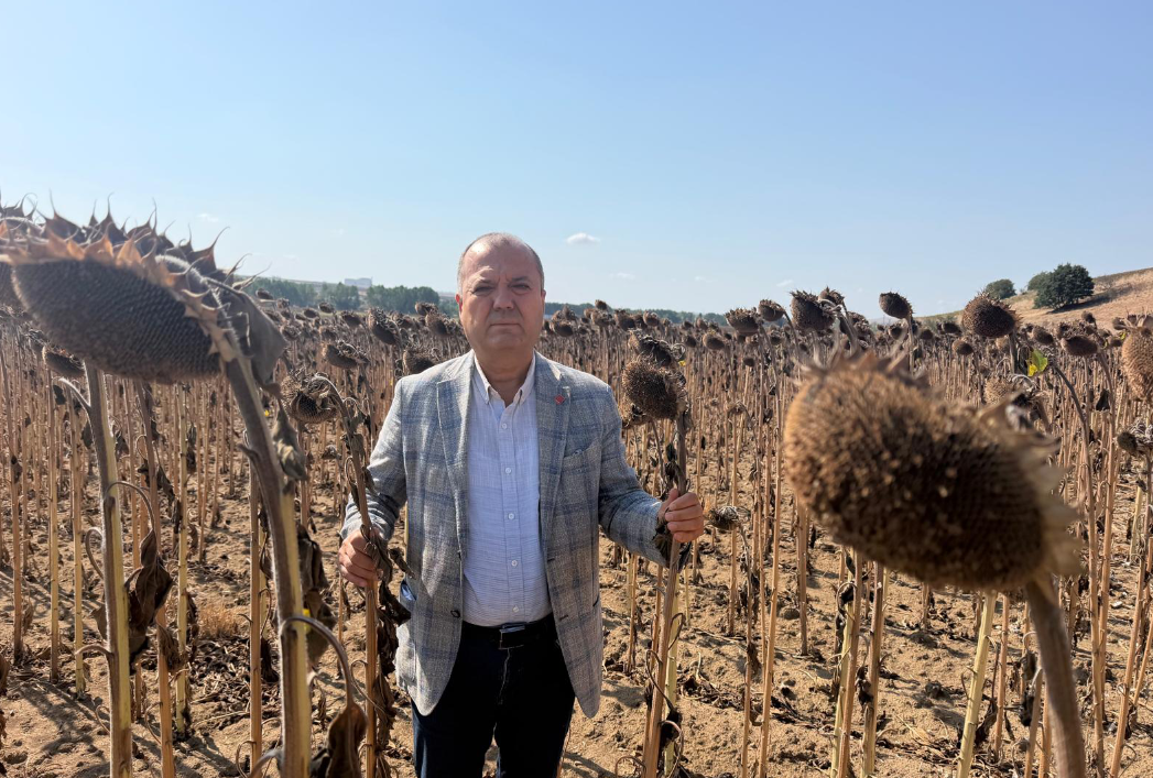 Aygun: Hasatta Ayçiçeği İthalatı Çiftçiyi Zarara Uğratacak