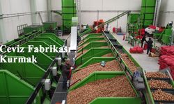 Sıfırdan ceviz fabrikası kurmak