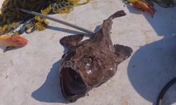 O bir canavar 1,5 Metre boyunda 50 kilo ağırlığında
