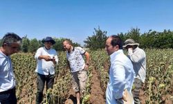 Aşırı Sıcaklar Ayçiçeği Üretimini Vurdu: Tekirdağ'da Verim Kaybı Tespit Ediliyor