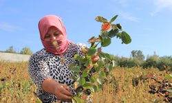 Tekirdağ'da  aronya hasadı başladı