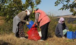 Orman arazisinde yetiştirilen cevizlerin hasadı başladı