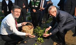Bakan Yumaklı ceketini çıkardı çilek topladı