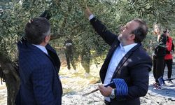 Şarköy’de Zeytin Hasadı Coşkusu Yaşandı