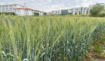 NKÜ, Tescilli Tohum Sayısını 14’e Yükseltti