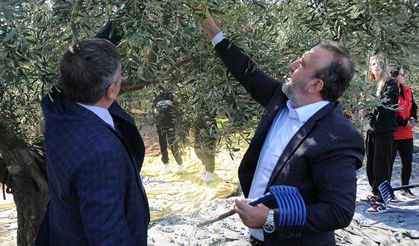 Şarköy’de Zeytin Hasadı Coşkusu Yaşandı