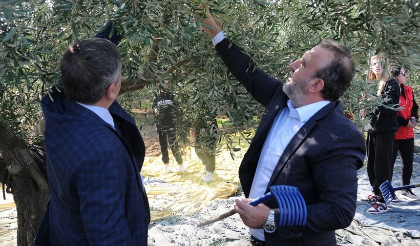 Şarköy’de Zeytin Hasadı Coşkusu Yaşandı