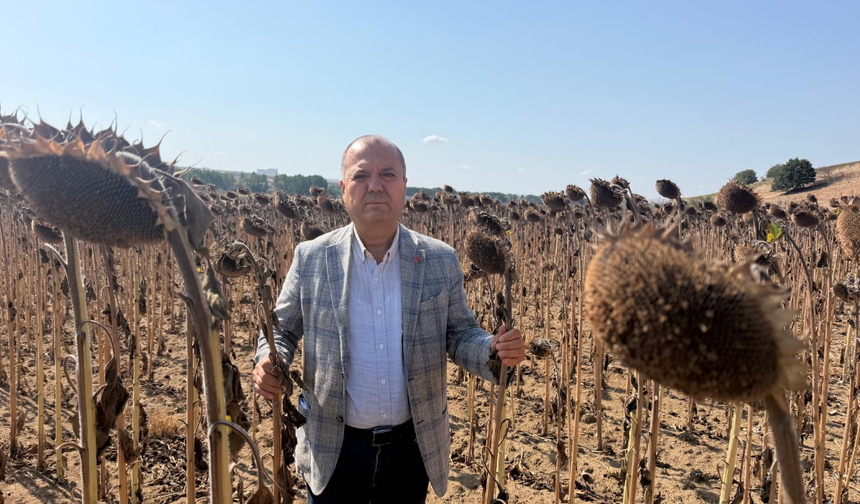 Aygun: Hasatta Ayçiçeği İthalatı Çiftçiyi Zarara Uğratacak